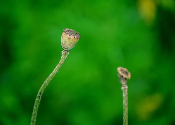 花园里的罂粟种子盒 具有浅层深度的选择性聚焦 — 图库照片