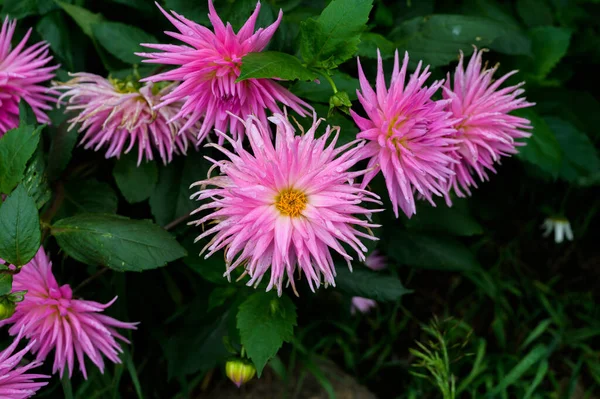 Różowe Kwiaty Ogrodzie Skupienie Selektywne Płytką Głębią Ostrości — Zdjęcie stockowe
