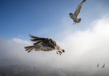 Mavi gökyüzünde uçan martılar.