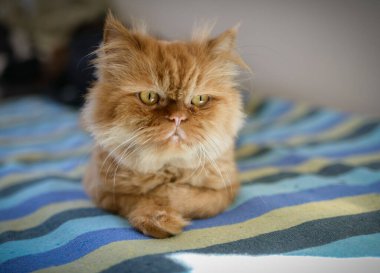 Yumuşak ve uykulu kırmızı kedi. Gözlere seçici odaklanma.