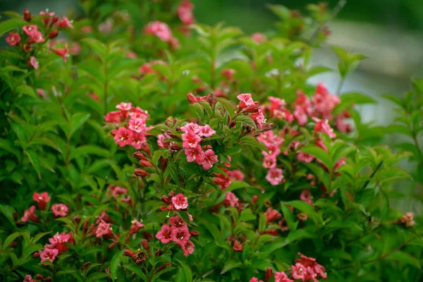 Hermosas Flores Rosadas Día Soleado Enfoque Selectivo Con Profundidad Campo — Foto de Stock