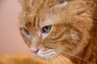 Uykulu kırmızı kedi. Gözlere seçici odaklanma.