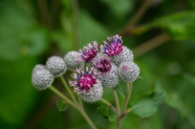 Büyük Burdock Çiçekleri (Arctium lappa). Sığ alan derinliğine sahip seçici odak.
