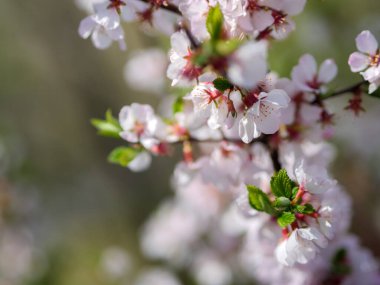 Kiraz çiçekleri. Sığ alan derinliğine sahip seçici odak.