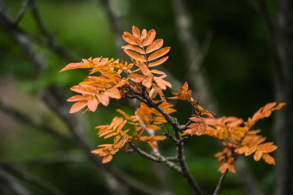 Ormanda Sonbahar Güneş Işığında Portakal Yaprakları — Stok fotoğraf