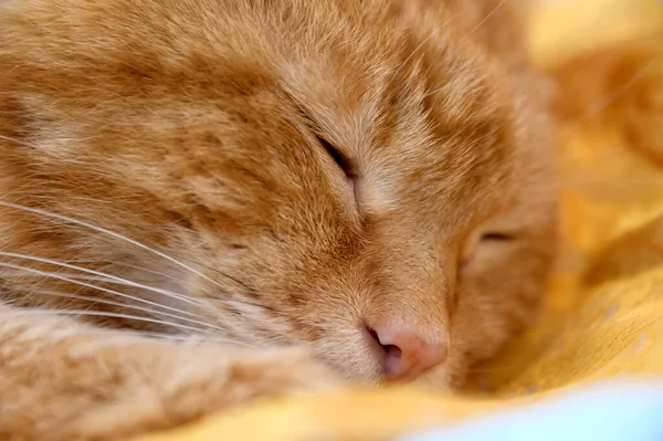 Precioso Gato Rojo Cerró Los Ojos Durmió Enfoque Suave Selectivo — Foto de Stock