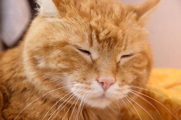 Härlig Röd Katt Blundade Och Sov Selektivt Mjukt Fokus — Stockfoto