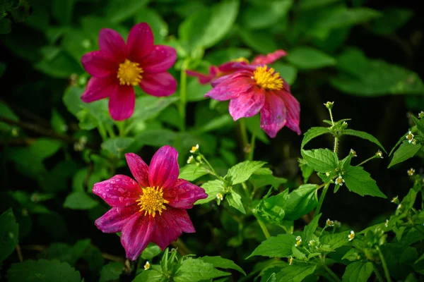 Fiore Del Cosmo Autunno Focus Selettivo Con Bassa Profondità Campo — Foto Stock