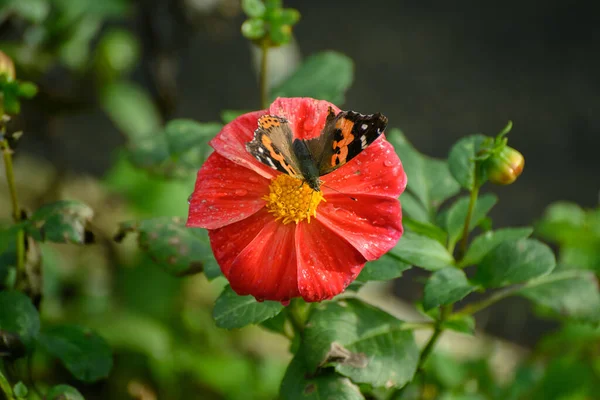 Closeup Monarch Butterfly Feeding Red Cosmos Flower — Stock Photo, Image