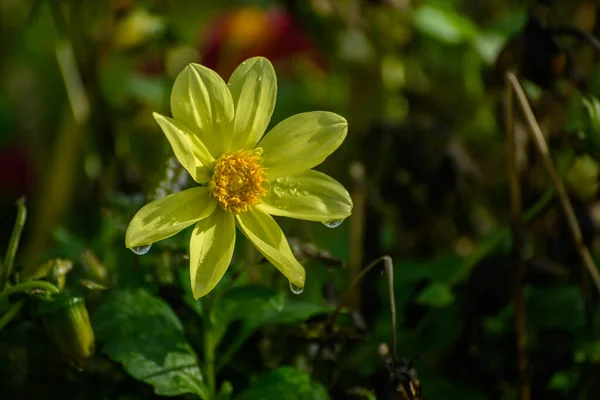 Cosmos Flor Outono Foco Seletivo Com Profundidade Campo Rasa — Fotografia de Stock