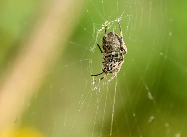 Krzyż Pająk Siedzi Pajęczynie Przeciwko Niebu Araneus Diadematus Skupienie Selektywne — Zdjęcie stockowe