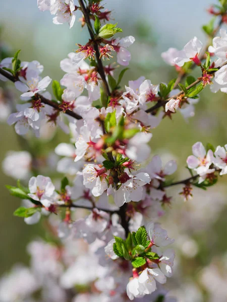 Kirschblüten Selektiver Fokus Mit Geringer Schärfentiefe — Stockfoto