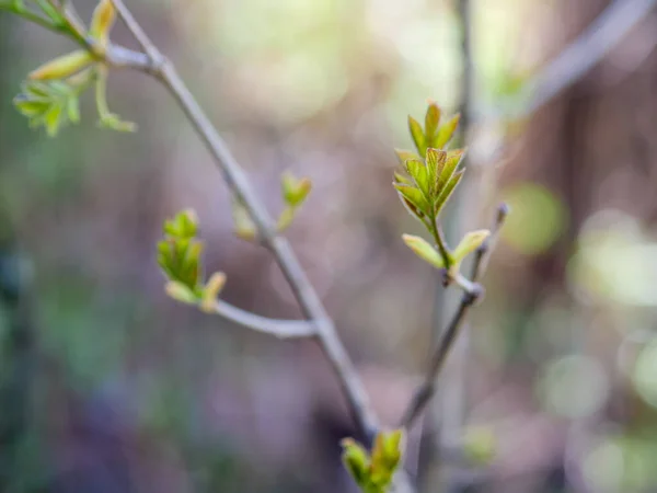 Des Bourgeons Verts Printemps Mise Point Sélective Avec Faible Profondeur — Photo