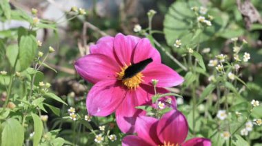 Avrupa Tavuskuşu Kelebeği (Inachis io). Seçici odaklanma. Yavaş çekim. 