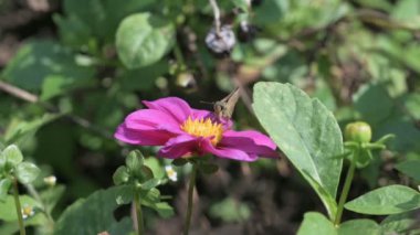 Kelebek çiçekle besleniyor. Yavaş çekim. 