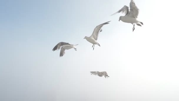 Gaivotas Apanham Pedaços Carne Movimento Lento — Vídeo de Stock