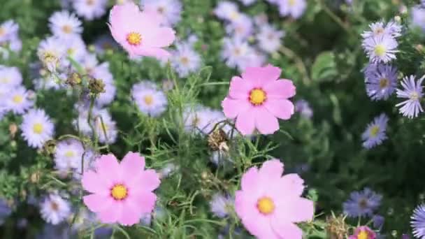 遅い動きで夏の風にコスモスの花 — ストック動画