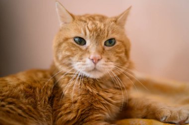 Güzel kırmızı kedi gözlerini kapattı ve uyudu. Seçici yumuşak odak.