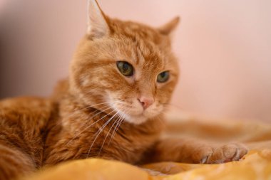 Güzel kırmızı kedi gözlerini kapattı ve uyudu. Seçici yumuşak odak.