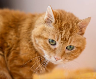 Güzel kırmızı kedi gözlerini kapattı ve uyudu. Seçici yumuşak odak.