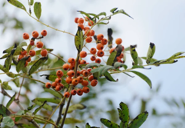 Rowan Berries Tree Selective Focus — Stock Photo, Image