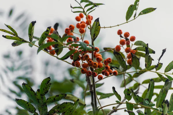 Rowan Berries Tree Selective Focus — Stock Photo, Image