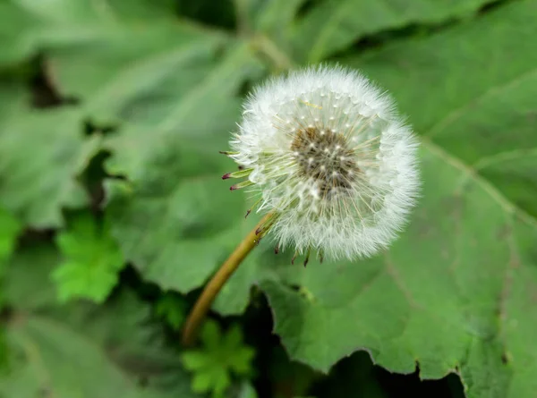 Dandelion Seed Background Selective Focus Shallow Depth Field — Stock Photo, Image