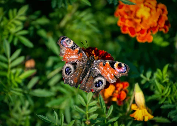 European Peacock Butterfly Inachis Flower — Stock Photo, Image