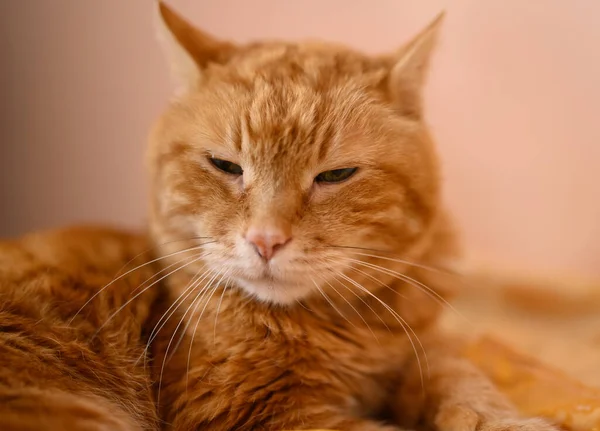 Precioso Gato Rojo Cerró Los Ojos Durmió Enfoque Suave Selectivo —  Fotos de Stock