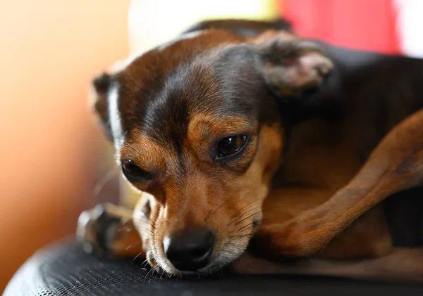 Chiot Miniature Pinscher Maison Concentration Sélective — Photo