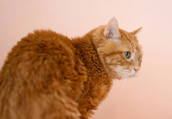 Прекрасная Красная Кошка Мягкий Фокус Нос Цвет Тонированный Естественное Освещение — стоковое фото