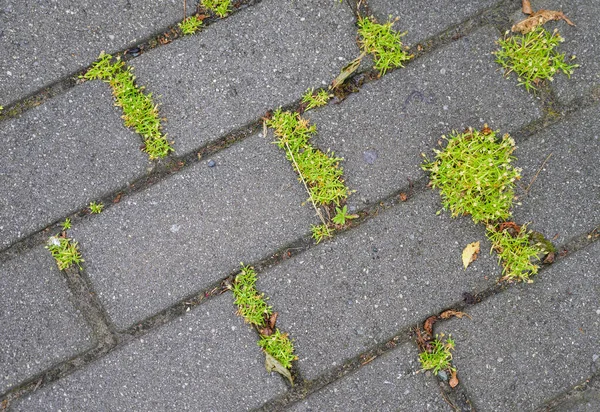 Folhas Verdes Crescendo Entre Lajes Pavimentação Novo Conceito Vida — Fotografia de Stock