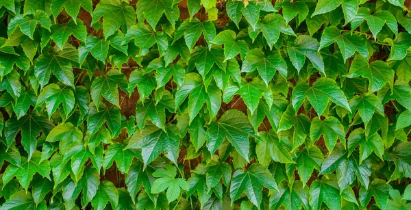 Astratto Sfondo Della Natura Foglie Colorate — Foto Stock