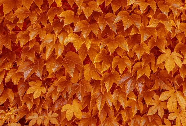 Abstract Nature Background Colorful Leaves — Stock Photo, Image