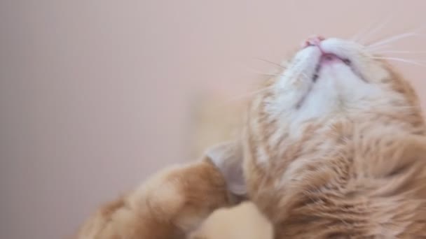 Sleepy Old Red Cat Scratches Ear Slow Motion — Stock Video