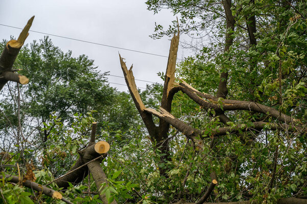Broken trees after a storm wind.