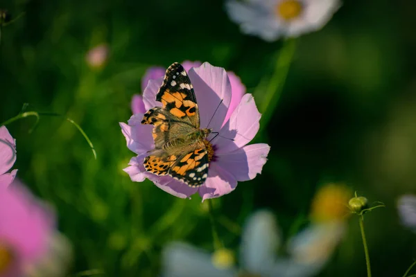 Closeup Monarch Butterfly Feeding Flower — Stock Photo, Image