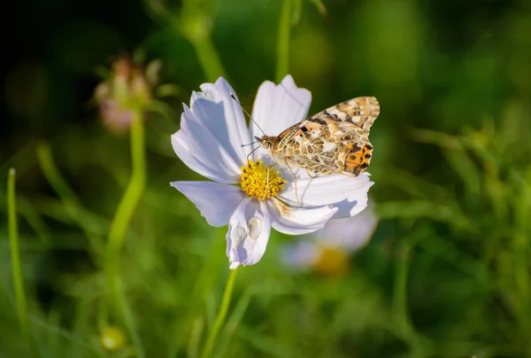 Closeup Monarch Butterfly Feeding Flower — Stock Photo, Image