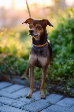 Minyatür pinscher köpek yavrusu çimlerin arasından gizlice geçiyor..