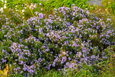 Bahçede solmuş çiçekler. Sığ alan derinliği.