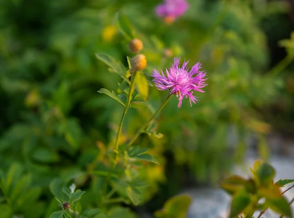 Knapweed Virág Őszi Szezonban Szelektív Fókusz Sekély Mélységű Mezővel — Stock Fotó