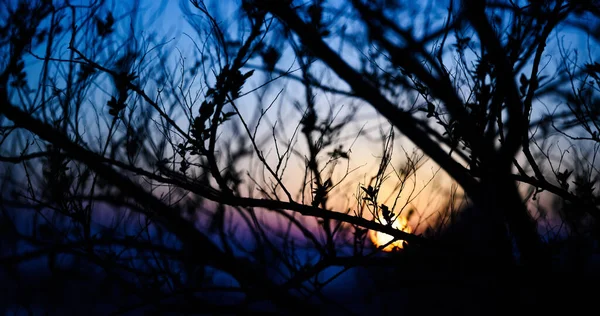 夕日の空に木の枝のシルエット 自然抽象的背景 — ストック写真