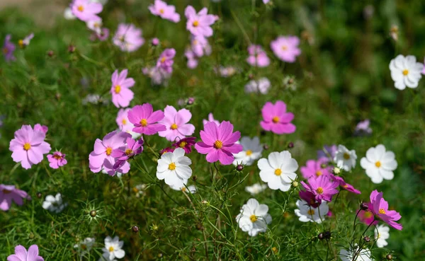 Fleur Cosmos Mise Point Sélective Avec Faible Profondeur Champ — Photo