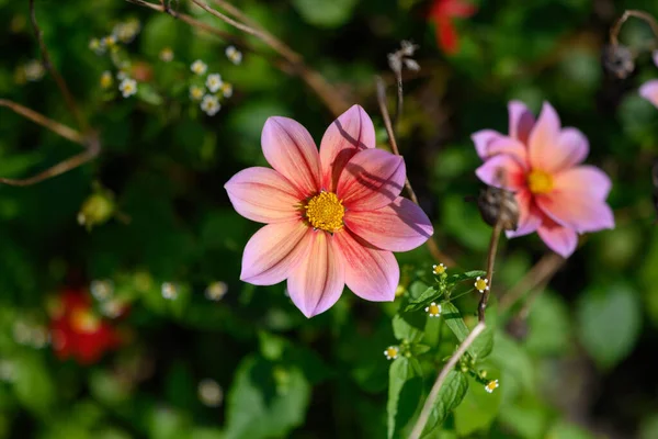 Kolorowe Kwiaty Skupienie Selektywne Płytką Głębią Ostrości — Zdjęcie stockowe