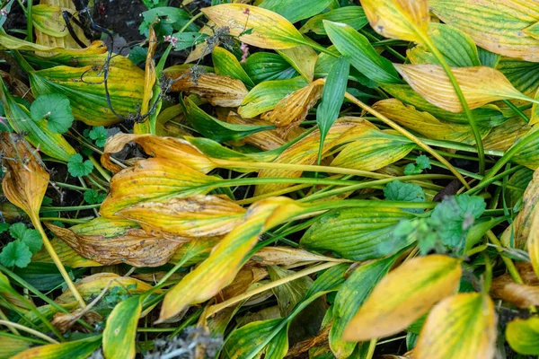 Leaves Hosta Plant Autumn Season Selective Focus — Stock Photo, Image