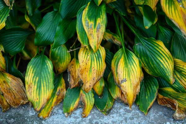 Bladeren Van Hosta Plant Herfst Seizoen Selectieve Focus — Stockfoto