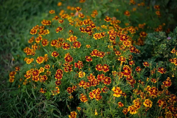 Zbliżenie Zdjęcie Żółtych Kwiatów Tagetes Marigold Sezonie Jesiennym — Zdjęcie stockowe