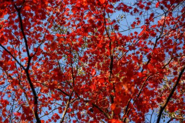 Ormanda sonbahar - Akçaağaç yaprakları güneş ışığında.