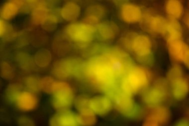 Sonbahar ormanında. Soyut dairesel bokeh arkaplanı.