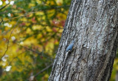 Ormandaki ağaçta bir şey yok. Sığ alan derinliğine sahip seçici odak.